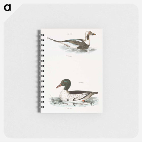 Oldwife (Fuliga glacialis) 264. Buff-breasted Sheldrake (Mergus merganser) illustration from Zoology of New York by . - ニューヨークの動物学 Memo.