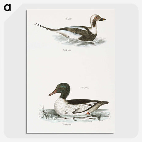 2-49_Zoology-of-New-York_picture-crop