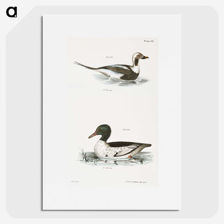 2-49_Zoology-of-New-York_picture