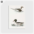 2-49_Zoology-of-New-York_postcard