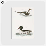 2-49_Zoology-of-New-York_postcard