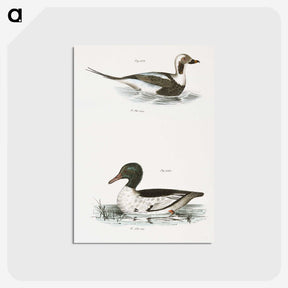 2-49_Zoology-of-New-York_postcard