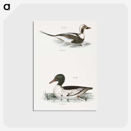 2-49_Zoology-of-New-York_postcard