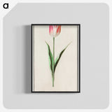 2-4_Anselmus-Boetius-de-Boodt_blk-crop