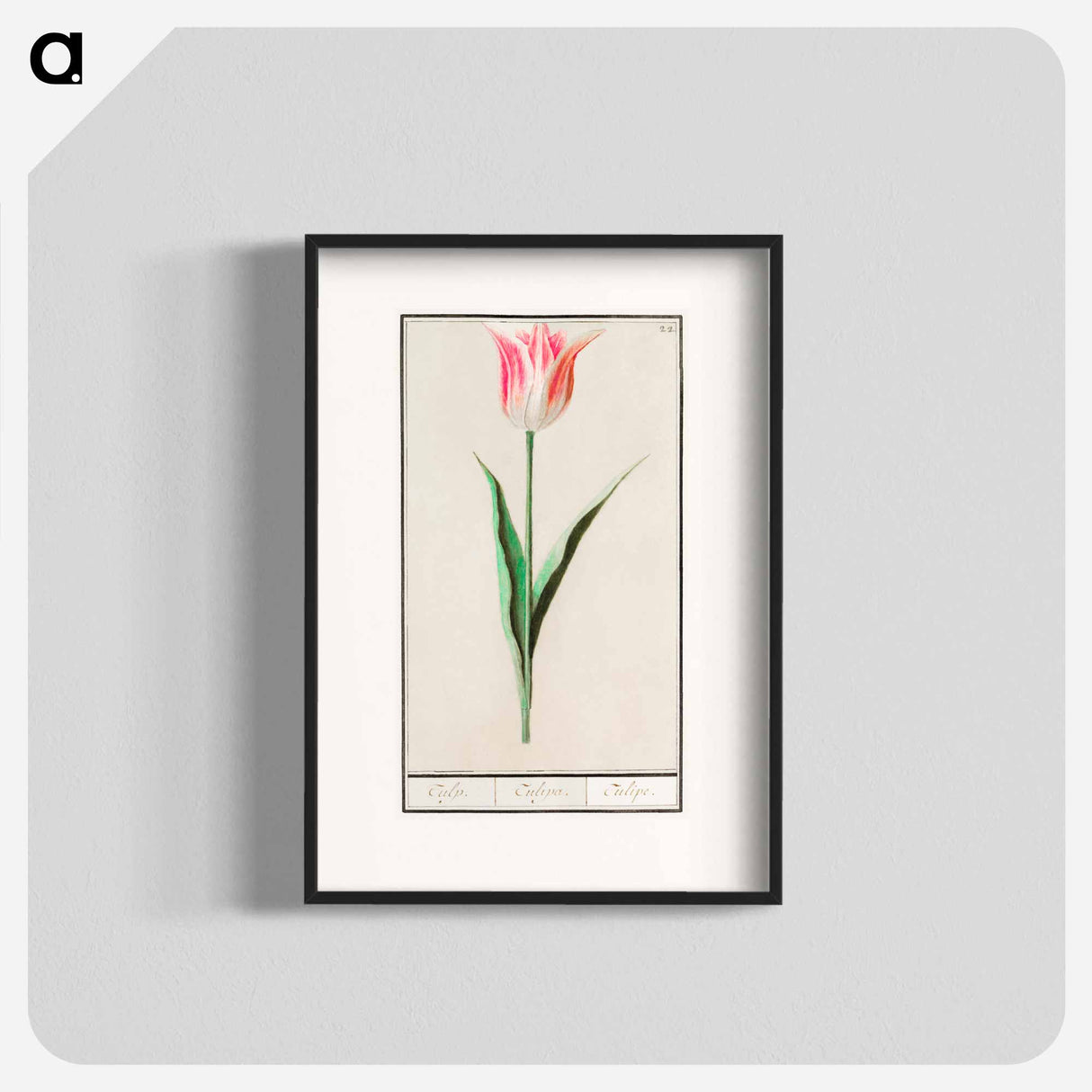 Tulip - アンセルムス ボエティウス デ ブート Poster.