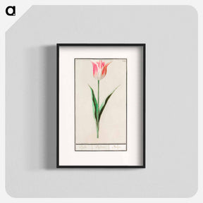 アートポスター-Tulip - アンセルムス ボエティウス デ ブート Poster.