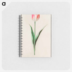 アートメモ帳-Tulip - アンセルムス ボエティウス デ ブート Memo.