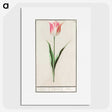 2-4_Anselmus-Boetius-de-Boodt_picture