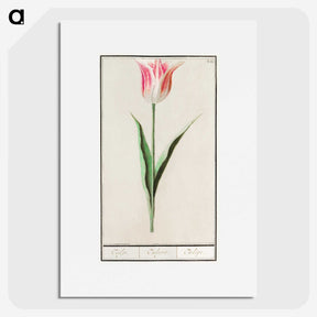 2-4_Anselmus-Boetius-de-Boodt_picture