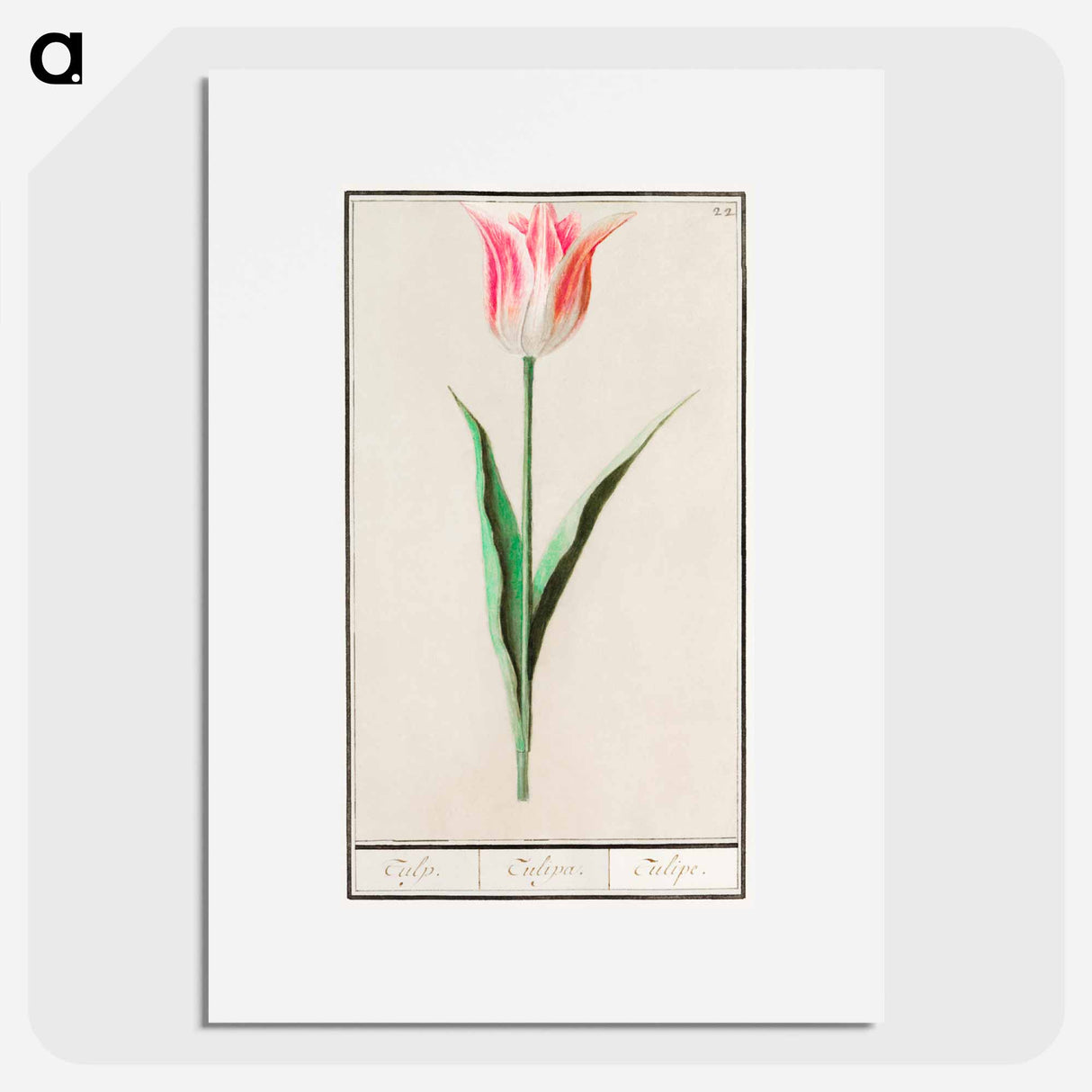 Tulip - アンセルムス ボエティウス デ ブート Poster.