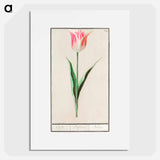 Tulip - アンセルムス ボエティウス デ ブート Poster.