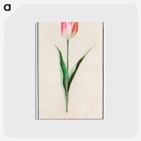 アートポストカード-Tulip - アンセルムス ボエティウス デ ブート Postcard.