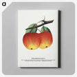 2-4_Botanical-Specimen-Plates_canvas