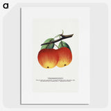 2-4_Botanical-Specimen-Plates_picture