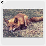 2-4_COVID-19_picture-crop
