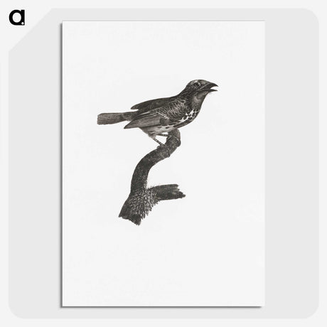 2-4_Des-Oiseaux-de-Paradis_picture-crop