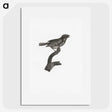 2-4_Des-Oiseaux-de-Paradis_picture