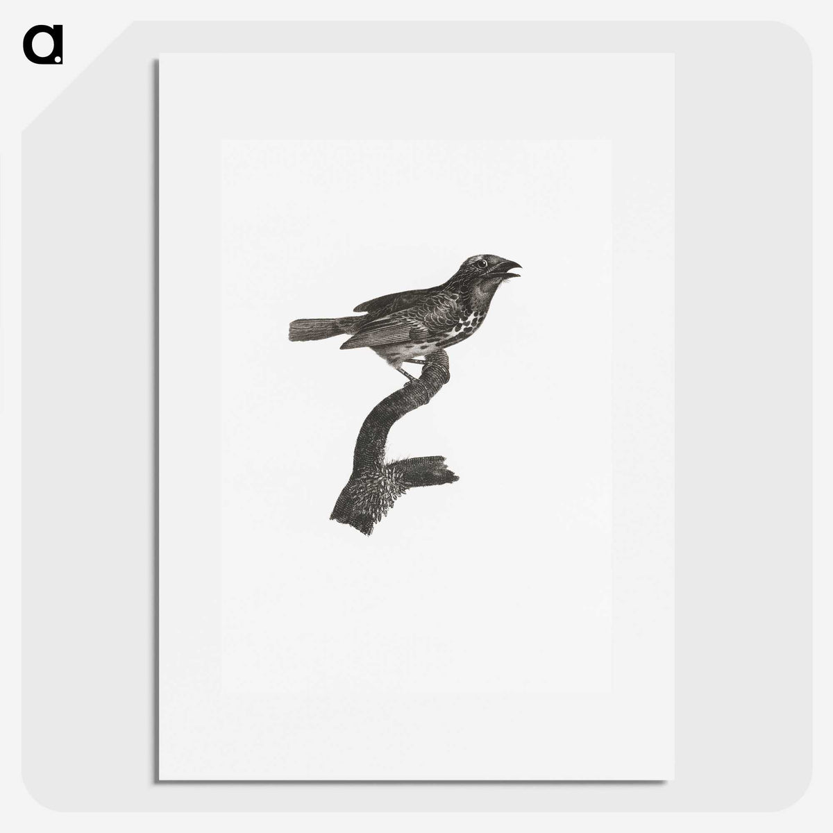 2-4_Des-Oiseaux-de-Paradis_picture