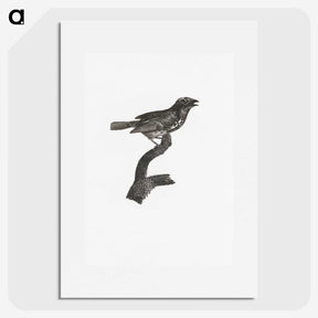 2-4_Des-Oiseaux-de-Paradis_picture