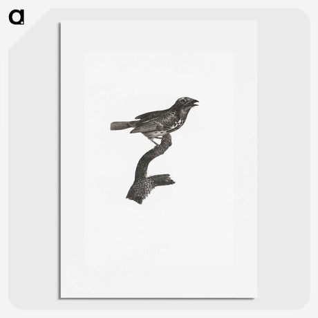 2-4_Des-Oiseaux-de-Paradis_picture