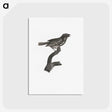 2-4_Des-Oiseaux-de-Paradis_postcard