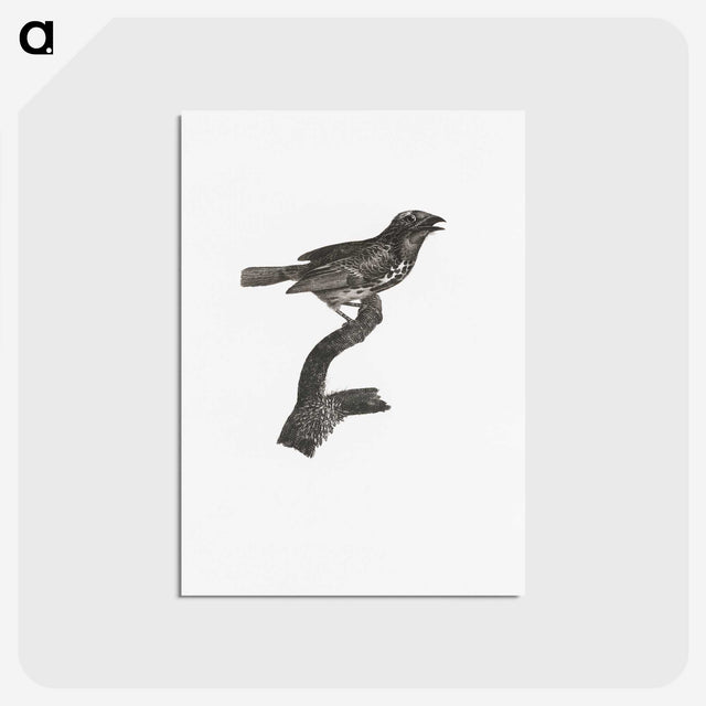 2-4_Des-Oiseaux-de-Paradis_postcard