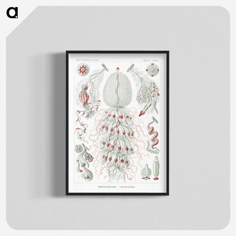 2-4_Ernst-Haeckel_blk-crop