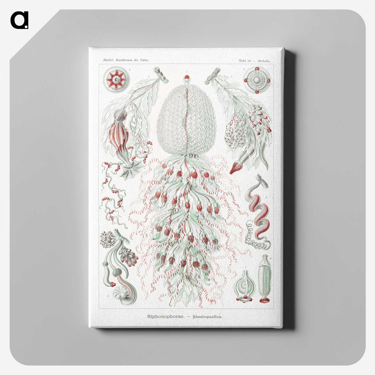 2-4_Ernst-Haeckel_canvas