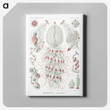 2-4_Ernst-Haeckel_canvas