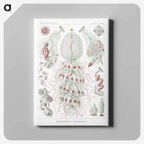 2-4_Ernst-Haeckel_canvas