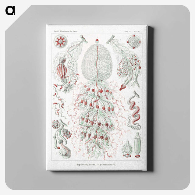 2-4_Ernst-Haeckel_canvas