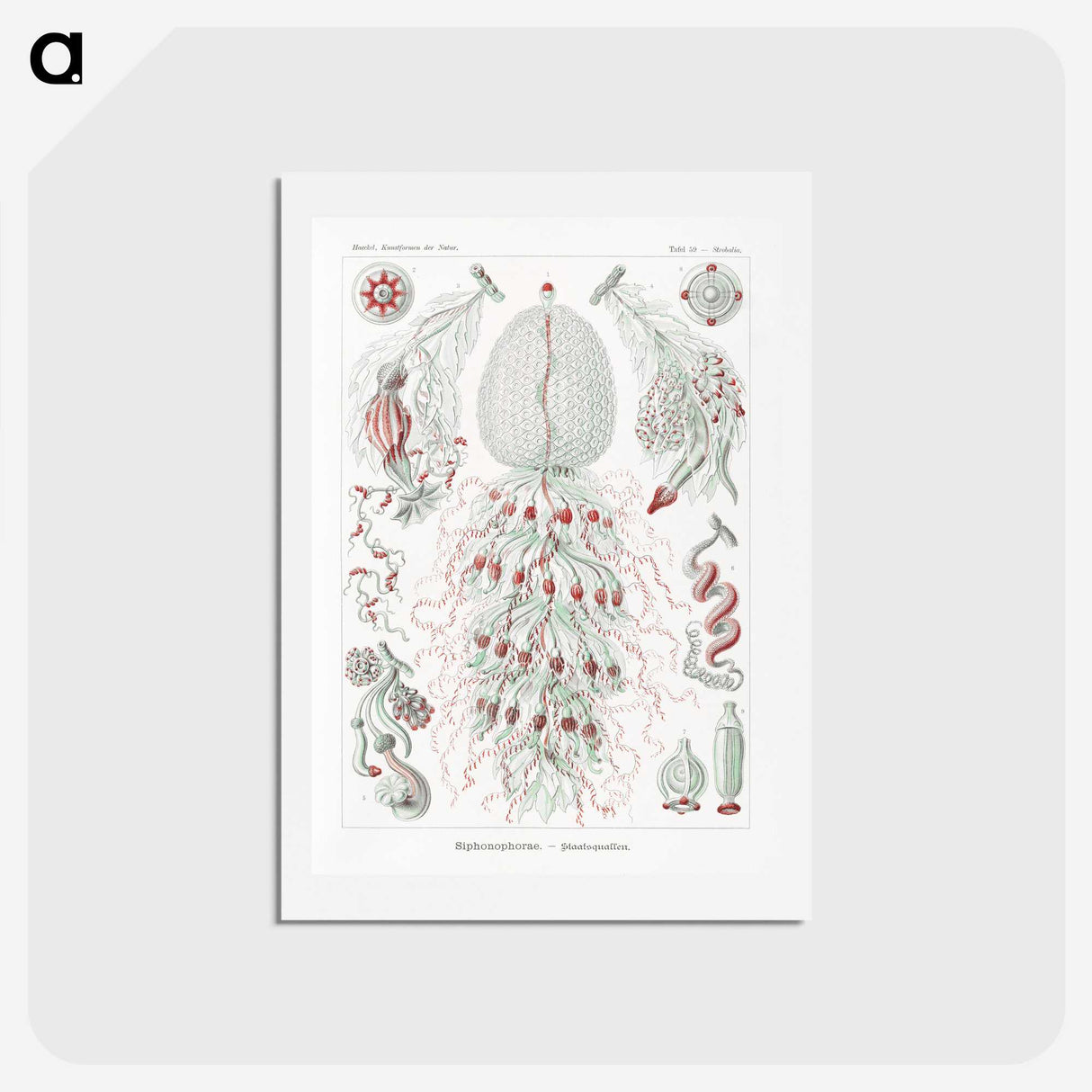 2-4_Ernst-Haeckel_hagaki