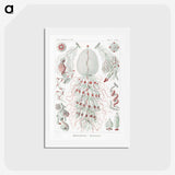 2-4_Ernst-Haeckel_hagaki