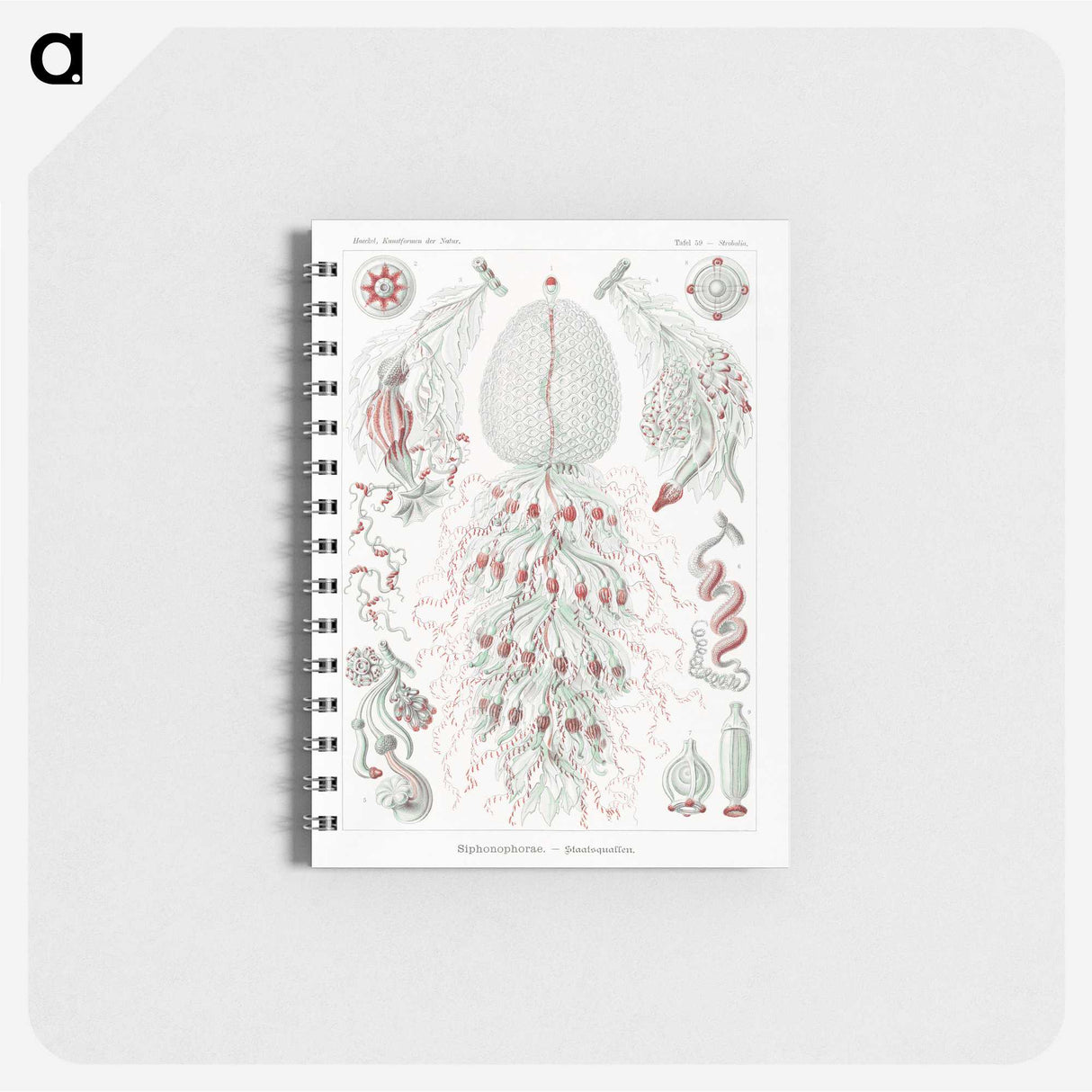 2-4_Ernst-Haeckel_memo
