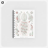 2-4_Ernst-Haeckel_memo
