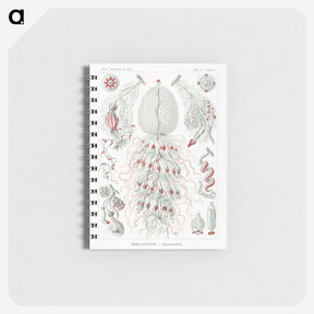 2-4_Ernst-Haeckel_memo