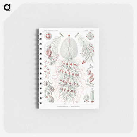 2-4_Ernst-Haeckel_memo
