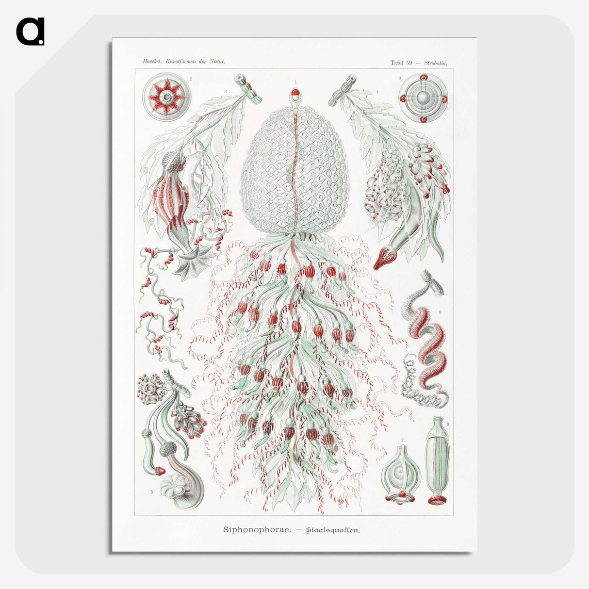 2-4_Ernst-Haeckel_picture-crop