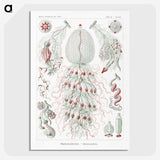 2-4_Ernst-Haeckel_picture-crop