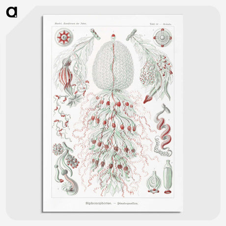 2-4_Ernst-Haeckel_picture-crop