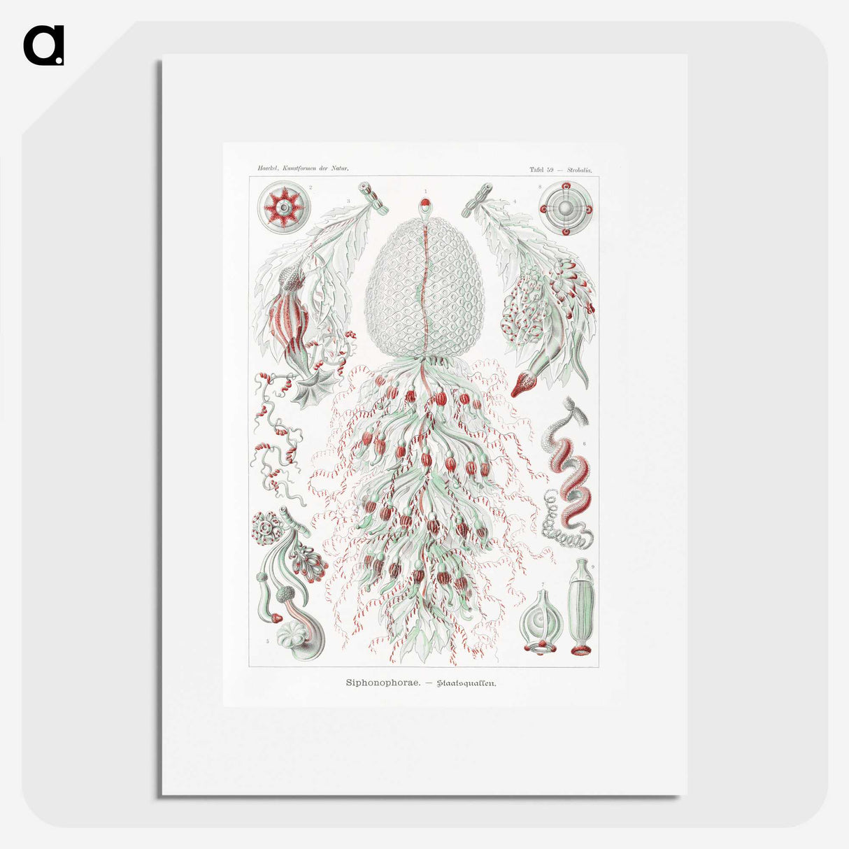 2-4_Ernst-Haeckel_picture