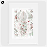 2-4_Ernst-Haeckel_picture