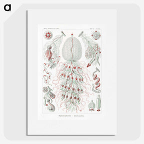 2-4_Ernst-Haeckel_picture