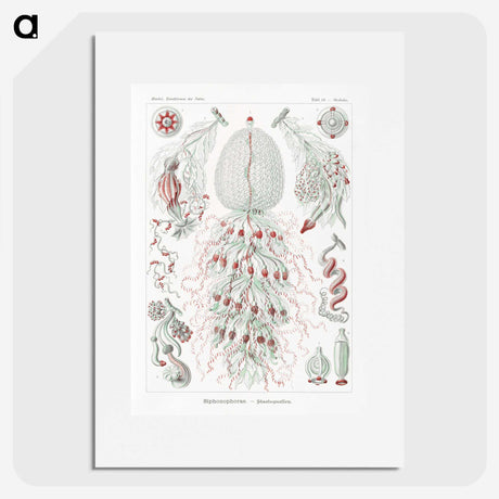 2-4_Ernst-Haeckel_picture