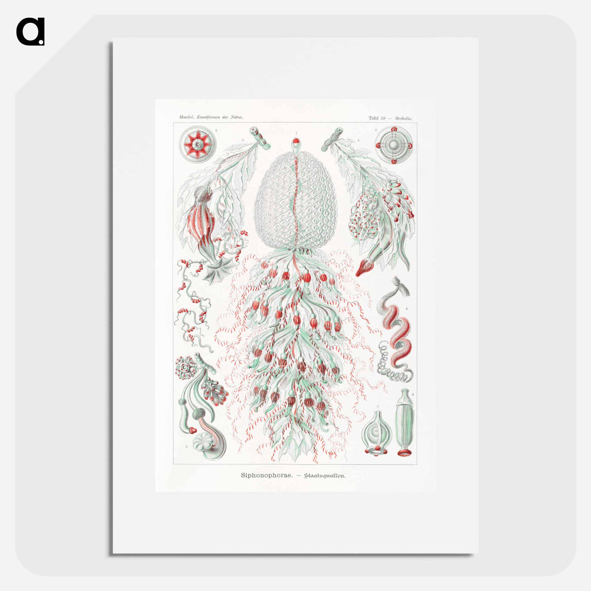 Siphonophorae–Staatsquallen - エルンスト ヘッケル Poster.