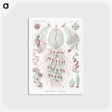 2-4_Ernst-Haeckel_postcard
