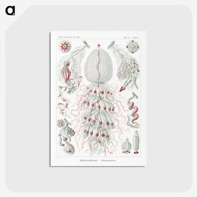 2-4_Ernst-Haeckel_postcard