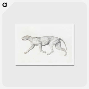 アートポストカード-Leopard Body, Lateral View
 - ジョージ スタッブス Postcard.