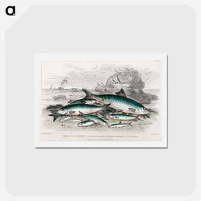 アートポストカード-Fishes of Goldsmith's Animated Nature
 - ゴールドスミスの生き生きとした自然 Postcard.