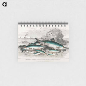 アートメモ帳-Fishes of Goldsmith's Animated Nature
 - ゴールドスミスの生き生きとした自然 Memo.